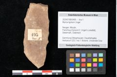 Foto (Objekt + Etikett) von Myrica lignitum Unger (NHMW-GEO-2024-0188-0495)